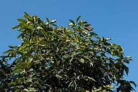 Image result for Lophostemon confertus