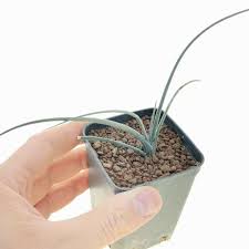 Image result for Dracaenaceae