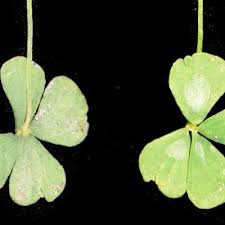 Image result for Marsilea aegyptiaca