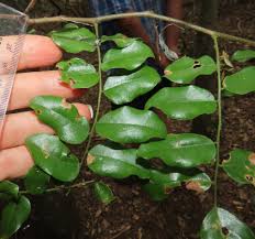 Image result for Dialium schlechteri