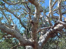 Image result for Commiphora tenuipetiolata