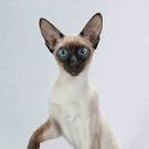 Traditional Siamese Cat Breeder Kittens for Sale Applehead ...