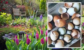 It is always so disappointing to put money, time and effort into a garden just to feed the little critters! Gardening How To Use Household Waste In Your Garden Express Co Uk