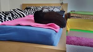 Stockfotografie katze schläft im bett: Katze Schlaft Am Fussende Luzi Liebt Den Rand Luzis Revier
