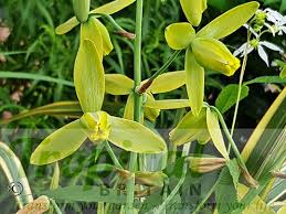 Image result for Dipcadi rigidifolium