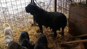 L'arrivo di un cucciolo di cane corso in casa è un emozione fortissima. Alimentazione E Imprinting Cuccioli Di Cane Corso Feeding And Imprinting Of Cane Corso Puppies Youtube