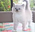 Ragdoll Kittens for Sale - Doll Face Ragdoll Kittens Available