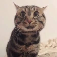 Cat Wolf Cute Cats Cats Cute Animals