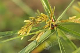 Image result for Cyperus tenuispica