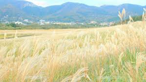 風に揺れるススキ 写真素材 [ 1197067 ] - フォトライブラリー photolibrary