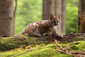 The Pacific Northwest Is Home To The Only Temperate Rain Forests On The Continent Dive Into This U North American Wildlife Temperate Rainforest Forest Animals