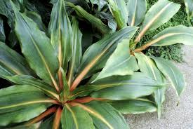 Image result for Chlorophytum