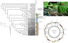 Image result for Peperomia fernandopoiana