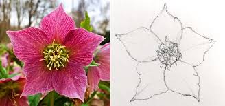 Whether you are world renowned or just beginning, a quick search of our free galleries will uncover dynamic photos that can be painted with little or no adjustment to the composition. How To Draw Any Flower With Pen Ink Ran Art Blog