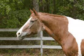 What Age A Horse Should Stop Being Ridden Complete Guide