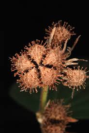 Image result for Urena