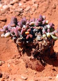 Image result for Thesium pygmaeum