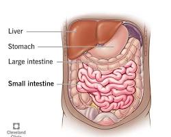 Image of Small intestine anatomy diagram