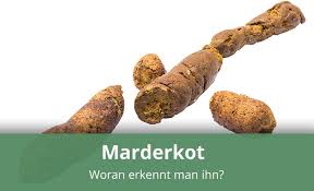 Wenn es so aussieht, als ob ihre firma nicht an die faq glaubt. Woran Erkennt Man Marderkot Infos Tipps