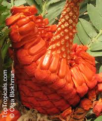 Image result for Encephalartos ferox
