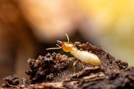 Reports of rodents in atlanta ga are surging. Allgood Pest Solutions 11 Glynn Ave Brunswick Ga Pest Control Mapquest
