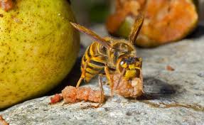 Hornissen Mit Sanften Mitteln Vertreiben Hornissen Insekten Insektenhotel