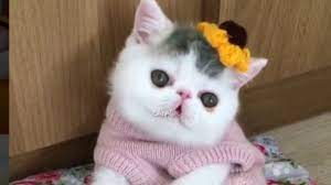Video aksi kucing lucu imut di dunia. Kucing Imut Lucu Bikin Gemes Kumpulan Video Kucing Imut Dan Lucu Youtube