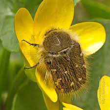 Image result for Tropinota hirta