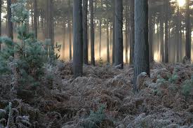 Image result for RENDLESHAM FOREST
