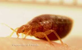 Maybe you would like to learn more about one of these? Bed Bug Cimex Lectularius Linnaeus