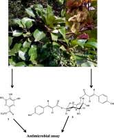 Image result for Terminalia phanerophlebia