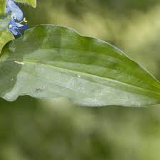 Image result for Commelina zambesica
