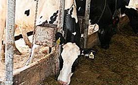 Puedes agendar una cita en cualquier momento al 72.22.32.34.33. Inseminacion Artificial De Vacas Metodos Herramientas Necesarias Instrucciones Ganaderia