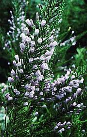 Image result for Fabiana imbricata