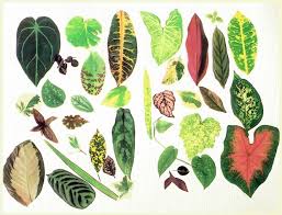 How does this plant identifier work? Quotes About House Plants 25 Quotes