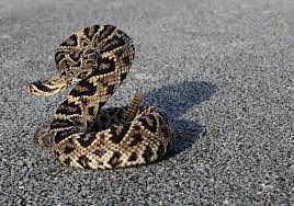 Florida Edmetzger Rattlesnake Reptiles And Amphibians Pit Viper