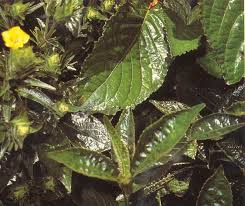 We did not find results for: Khasiat Obat Dan Manfaat Dari Tanaman Keji Beling Organisasi Asgar
