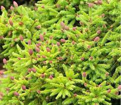 We did not find results for: Norway Spruce Is More Than Just A Traditional Christmas Tree It S The Norse Botanical Of Saints And Warriors