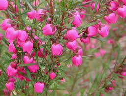 Boronia Heterophylla Boronia Http Www Anbg Gov Au Gnp Gnp1 Boronia Heterophylla Html Flowers Plants Australian Native Garden