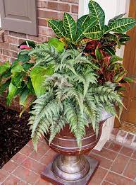 Pin By Cheryl Clarkson On Mixed Containers Container Gardening Garden Containers Potted Plants Patio Ideas