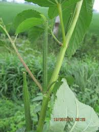 Image result for Corchorus olitorius