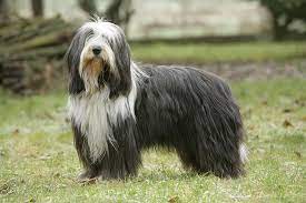 Minimum of 4 dogs earning titles. Bearded Collie Dog Breed Information