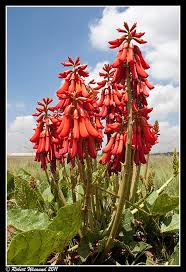 Image result for Erythrina zeyheri