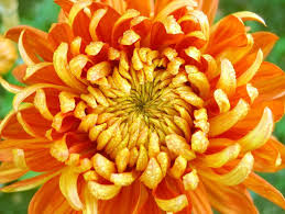 Resultado de imagen para crisantemos