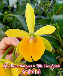 epc rene marques rth free spirit 黃鶯樹蘭 blooming flowers japanese pearls red roses