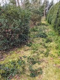 We did not find results for: Pruning The Holly The Martha Stewart Blog