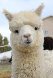 Nova 1 Cute Alpaca Cute Animals Cute Llama