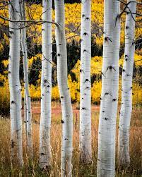 Snowmass Aspen Aspen Trees Within The Snowmass Maroon Bells Wilderness In Aspen Colorado Aspen Trees Painting Aspen Trees Photography Aspen Trees Tattoo