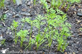 Get the seeds to grow your own carrots. Planting Carrot Seeds Tips For Growing Carrots From Seed