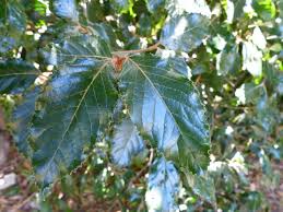 Image result for Curtisia dentata